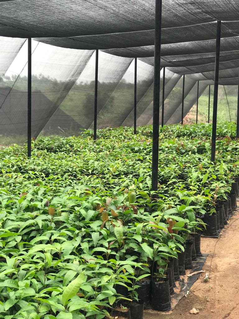 nursery of Mango seedlings